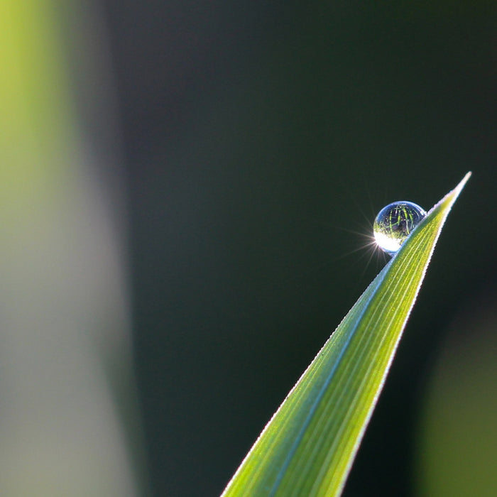 Wishing You Peace and Health: COVID-19 Update