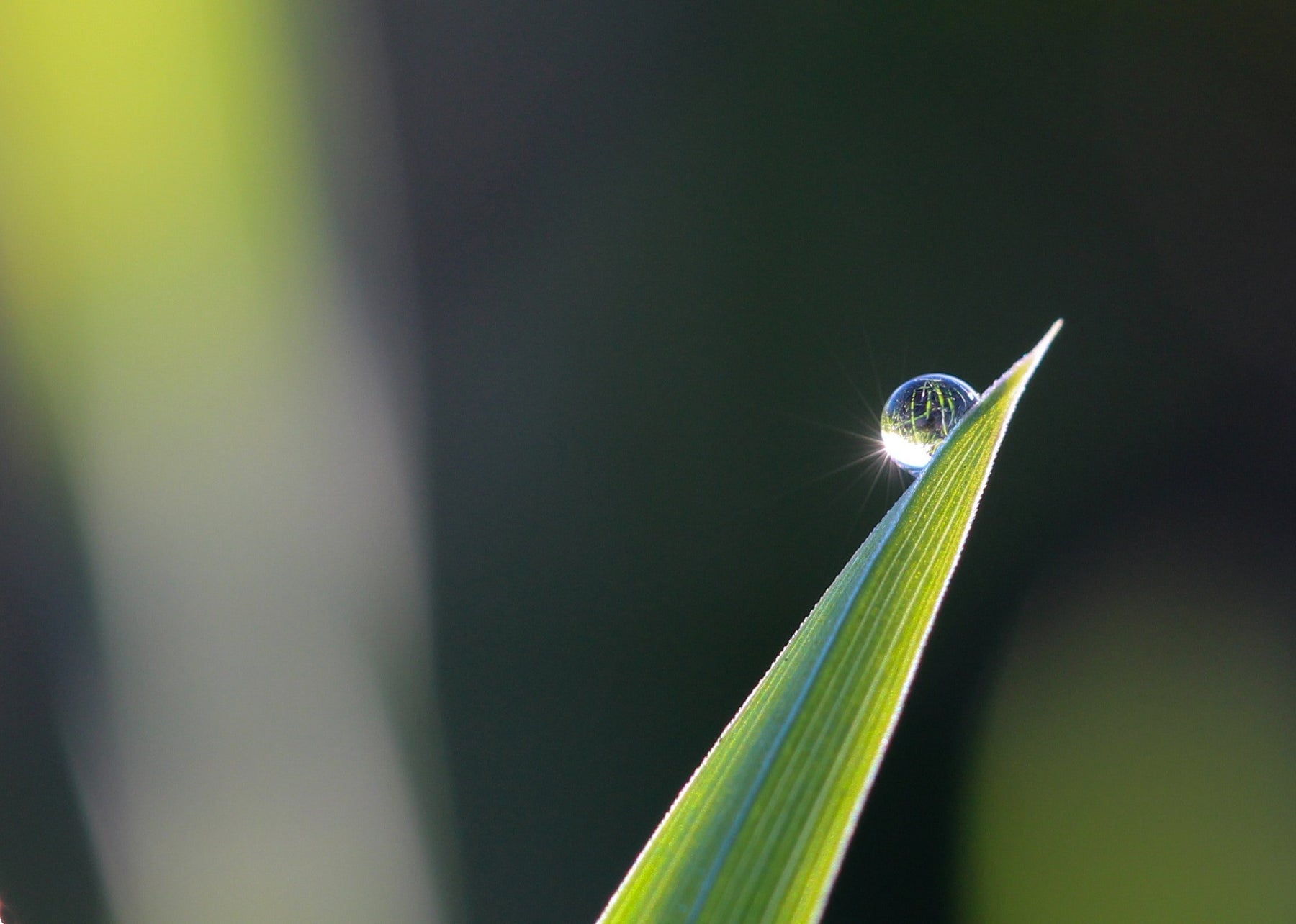 Wishing You Peace and Health:  COVID-19 Update